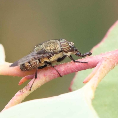 Stomorhina sp. (genus) (Snout fly) at O'Connor, ACT - 28 Feb 2023 by ConBoekel