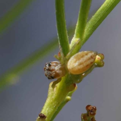 Salticidae (family) (Unidentified Jumping spider) at O'Connor, ACT - 27 Feb 2023 by ConBoekel