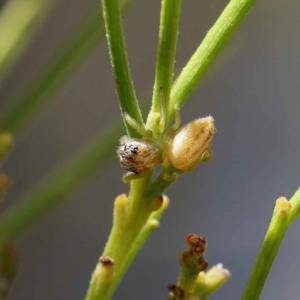 Salticidae (family) at O'Connor, ACT - 28 Feb 2023