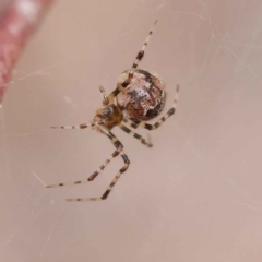 Cryptachaea veruculata (Diamondback comb-footed spider) at O'Connor, ACT - 28 Feb 2023 by ConBoekel