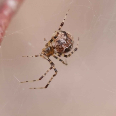 Cryptachaea veruculata (Diamondback comb-footed spider) at Dryandra St Woodland - 27 Feb 2023 by ConBoekel