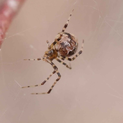 Cryptachaea veruculata (Diamondback comb-footed spider) at O'Connor, ACT - 27 Feb 2023 by ConBoekel
