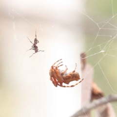 Phonognatha graeffei (Leaf Curling Spider) at O'Connor, ACT - 28 Feb 2023 by ConBoekel