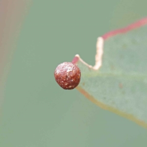 Eucalyptus insect gall at O'Connor, ACT - 28 Feb 2023 10:01 AM