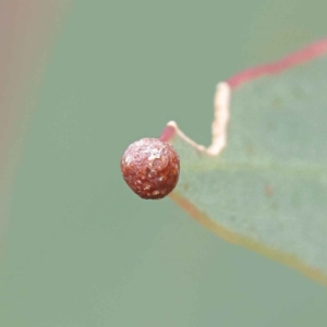 Eucalyptus insect gall at O'Connor, ACT - 28 Feb 2023