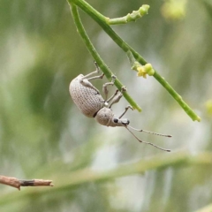 Merimnetes oblongus (Radiata pine shoot weevil) at Dryandra St Woodland - 27 Feb 2023 by ConBoekel