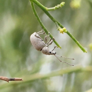 Merimnetes oblongus at O'Connor, ACT - 28 Feb 2023 10:37 AM