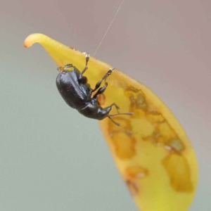 Euops sp. (genus) at O'Connor, ACT - 28 Feb 2023