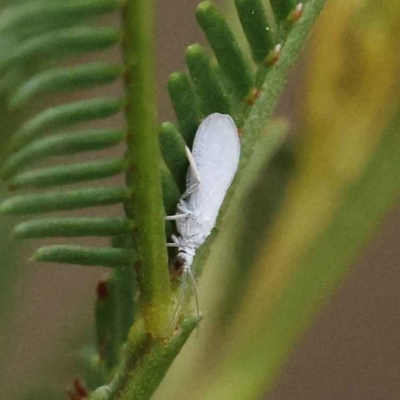 Coniopterygidae (family) (Dusty lacewing or Dustywing) at O'Connor, ACT - 27 Feb 2023 by ConBoekel