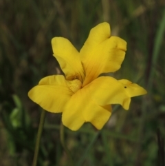 Goodenia pinnatifida (Scrambled Eggs) at Dunlop, ACT - 25 Nov 2022 by michaelb