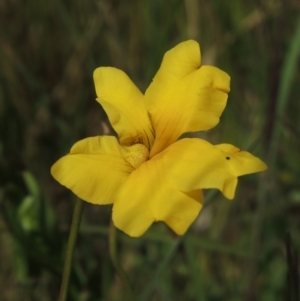 Goodenia pinnatifida at Dunlop, ACT - 25 Nov 2022 01:51 PM