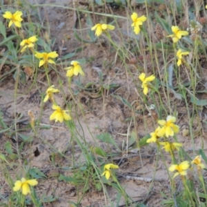 Goodenia pinnatifida at Paddys River, ACT - 29 Oct 2022