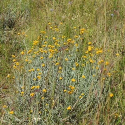 Chrysocephalum apiculatum (Common Everlasting) at Dunlop, ACT - 25 Nov 2022 by MichaelBedingfield