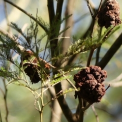 Unidentified Fungal galls at Berrima, NSW - 16 May 2023 by Curiosity