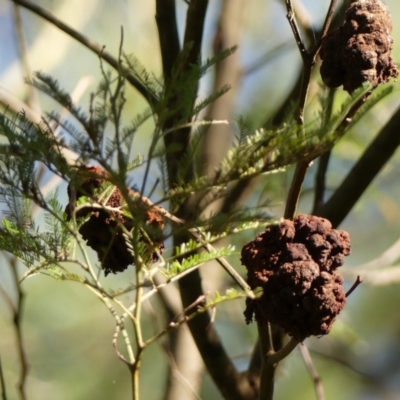 Uromycladium (genus) (A gall forming rust fungus) at Berrima, NSW - 16 May 2023 by Curiosity