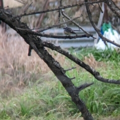 Rhipidura albiscapa (Grey Fantail) at Collingullie, NSW - 28 May 2023 by Darcy