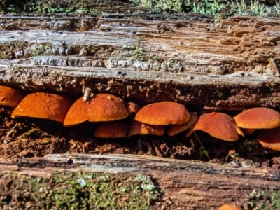 Gymnopilus sp. (Gymnopilus) at Harolds Cross, NSW - 24 May 2023 by Philip