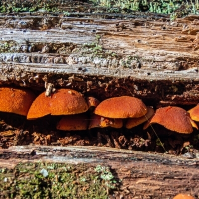 Gymnopilus sp. (Gymnopilus) at Tallaganda State Forest - 24 May 2023 by Philip