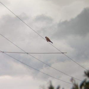 Falco cenchroides at Collingullie, NSW - 28 May 2023