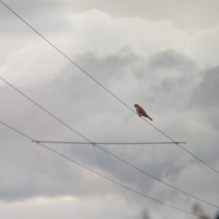 Falco cenchroides at Collingullie, NSW - 28 May 2023 02:28 PM