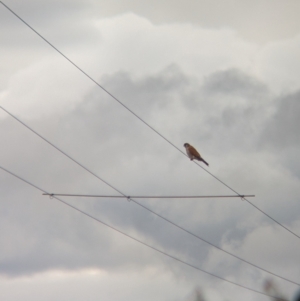 Falco cenchroides at Collingullie, NSW - 28 May 2023