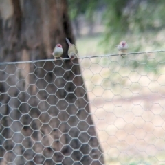 Neochmia temporalis (Red-browed Finch) at Collingullie, NSW - 28 May 2023 by Darcy
