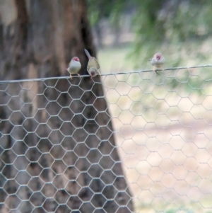 Neochmia temporalis at Collingullie, NSW - 28 May 2023