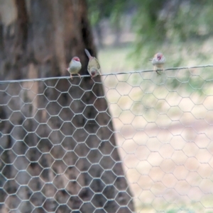 Neochmia temporalis (Red-browed Finch) at Collingullie, NSW by Darcy