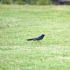 Rhipidura leucophrys (Willie Wagtail) at Collingullie, NSW - 28 May 2023 by Darcy