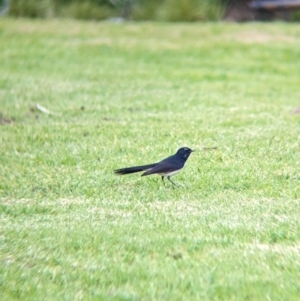 Rhipidura leucophrys (Willie Wagtail) at Collingullie, NSW by Darcy