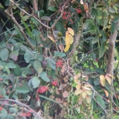 Zosterops lateralis (Silvereye) at Collingullie, NSW - 28 May 2023 by Darcy