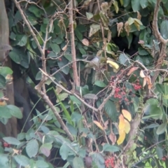 Zosterops lateralis at Collingullie, NSW - 28 May 2023 02:44 PM