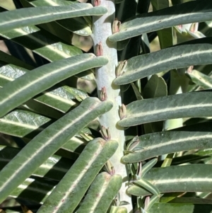 Euphorbia lathyris (Caper Spurge) at Karabar, NSW by Mavis