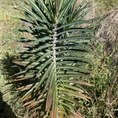 Euphorbia lathyris at Karabar, NSW - 29 May 2023
