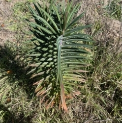 Euphorbia lathyris at Karabar, NSW - 29 May 2023 12:58 PM