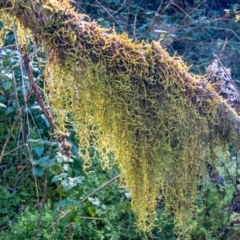 Usnea sp. (genus) (Bearded lichen) at Tallaganda State Forest - 24 May 2023 by Philip