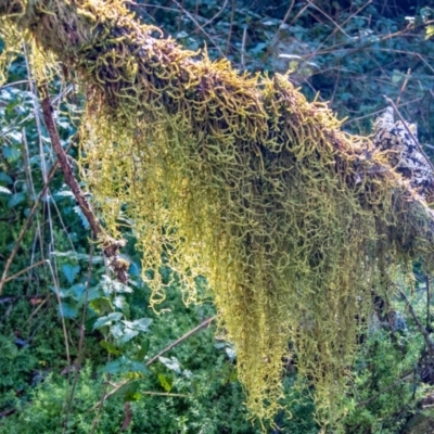 Usnea sp. (genus) (Bearded lichen) at Tallaganda State Forest - 24 May 2023 by Philip