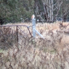 Falco cenchroides (Nankeen Kestrel) at Collingullie, NSW - 28 May 2023 by Darcy