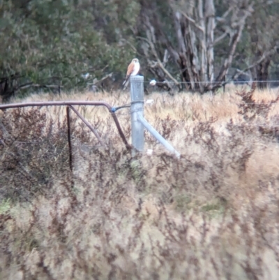 Falco cenchroides (Nankeen Kestrel) at Collingullie, NSW - 28 May 2023 by Darcy