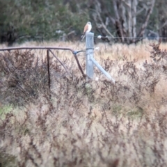 Falco cenchroides at Collingullie, NSW - 29 May 2023