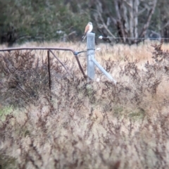 Falco cenchroides at Collingullie, NSW - 29 May 2023 02:13 AM