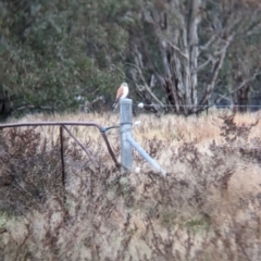 Falco cenchroides at Collingullie, NSW - 29 May 2023