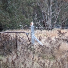 Falco cenchroides at Collingullie, NSW - 29 May 2023 02:13 AM