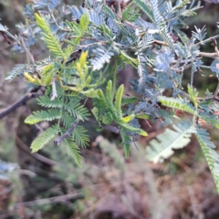 Acacia baileyana x Acacia dealbata (Cootamundra Wattle x Silver Wattle (Hybrid)) at Watson, ACT - 29 May 2023 by abread111