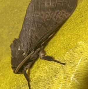 Oxycanus antipoda at Mitchell, ACT - 29 May 2023 05:18 AM