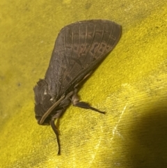 Oxycanus antipoda at Mitchell, ACT - 29 May 2023