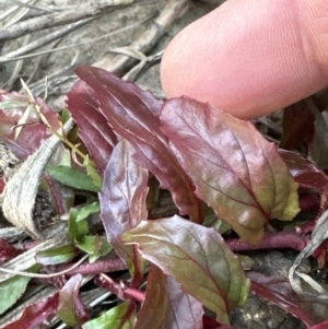 Epilobium ciliatum at Yarralumla, ACT - 29 May 2023 04:31 PM