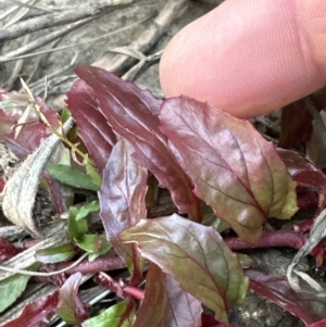 Epilobium ciliatum at suppressed by lbradley