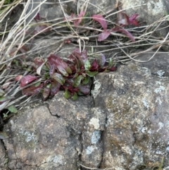 Epilobium ciliatum at Molonglo Valley, ACT - 29 May 2023