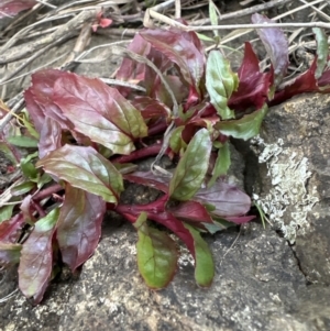 Epilobium ciliatum at Molonglo Valley, ACT - 29 May 2023